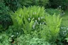 Dryopteris filix-mas, Wurmfarn, ca. 9x9 cm Topf Produktbild-Vorschau 1