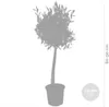 A silhouette of a potted olive tree with size indicators. Podgląd zdjęcia produktu