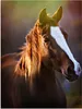 MuchoWow® Poster Pferd - Licht - Mantel 90x120 cm - Produktbild-Vorschau 2