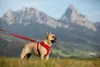 Imbracatura Basic Air-Mesh Red XS Anteprima dell’immagine prodotto 8