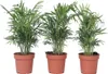 Bergpalme - 3 Stk - Chamaedorea elegans - Höhe 30-40cm - Produktbild-Vorschau 1