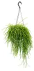 Urban Jungle Elegance: moderno cesto sospeso con cactus Anteprima dell’immagine prodotto 1