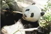 Wallario Wandbild Panda knabbert an Bambusstücken, Größe: Produktbild-Vorschau 1