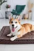 A corgi dog lying on a brown dog bed in a well-lit room. Náhľad obrázku produktu