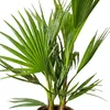 Bloomique - Washingtonia Robusta - Meksykańska palma Podgląd zdjęcia produktu 3