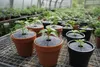 Sada protiplevelových diskov 6 ks mulčovanie sivá farba fi Náhľad obrázku produktu 7