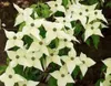 Cornus kousa 'Chinensis' - Chinesischer Blumen-Hartriegel Podgląd zdjęcia produktu 1
