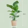 Green boutiQ - Zimmerpflanze - Paradiesvogelblume - Produktbild-Vorschau 4