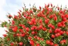 A close-up view of a flowering shrub with bright red bottlebrush-like flowers and green leaves against a sky background. Náhľad obrázku produktu