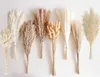 Bouquet di erba pampa essiccata 128 PCS per matrimoni e Anteprima dell’immagine prodotto 2