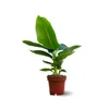 Bananier musa - plante d'intérieur & extérieur - ↕ 30-40 cm Voir les images du produit 1