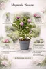 Magnolie ‘Susan’ 60–80 cm – Duftende Zwergmagnolie im Topf, Produktbild-Vorschau 2