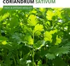 Koriander Comun Samen - Coriandrum sativum - Koriandersamen Produktbild-Vorschau 2