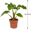 Alocasia Low Rider 60-80 cm – egzotyczna roślina Podgląd zdjęcia produktu 3