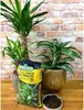 Pflanzenerde Set - 2x5l - für Palmen und Dracena - Optimale Produktbild-Vorschau 3