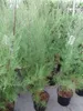Tamarix tetrandra ( africana) - Tamarikse 60- 80 cm - Produktbild-Vorschau 3