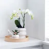 Kolibri Orchids | COMBI DEAL von 2 weißen  Produktbild-Vorschau 3