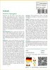 SAFLAX - Erdnuß - 8 Samen - Arachis hypogaea Produktbild-Vorschau 3