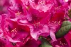 Rhododendron Hybride Erato 40-50 cm, im Topf, immergrün Produktbild-Vorschau 4