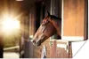 MuchoWow® Poster Pferd - Stall - Sonne 180x120 cm - Produktbild-Vorschau 1