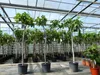 Feigenbaum 150-180 cm Obstbaum winterhart kräftiger Stamm, Produktbild-Vorschau 7