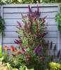 BALDUR Garten 1x Buddleia Straight UP - Butterfly Tower, Produktbild-Vorschau 1
