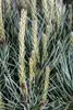 Pinus sylvestris 'Watereri', Kiefer, kompakt, 50–60 cm Produktbild-Vorschau 7