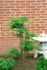 Juniperus communis 'Green Carpet', Wacholder, grün, 20–30 Produktbild-Vorschau 13
