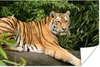 MuchoWow® Poster Tiger - Baum - Blätter 120x80 cm - Bilder Produktbild-Vorschau 1