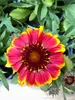 6 x Gaillardia aristata 'Arizona Sun' – Kokardenblume  - Produktbild-Vorschau 2