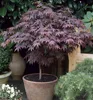 Fächerahorn 'BLOODGOOD' 40-50 cm, Cont. 2,5 l Produktbild-Vorschau 3