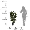 Künstlicher Gummibaum im Topf, Ø 40 × 120 cm Produktbild-Vorschau 4