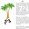 Hanfpalme Samen (Chamaerops excelsa) - Exotische Palme Produktbild-Vorschau 5