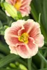 Taglilie Maikönigin, im Topf - Hemerocallis x cult. Produktbild-Vorschau 7