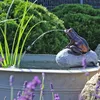 CLGarden Set Frosch Wasserspeier NSP10 Teichfigur Produktbild-Vorschau 2