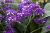 Limonium latifolium, Meerlavendel, blauviolett, ca. 9x9 cm Produktbild-Vorschau 1
