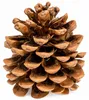 Pinienzapfen 10 Stück 8-12 cm Pinus pinea groß Tannenzapfen Produktbild-Vorschau 1