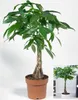 BALDUR Garten 1x Pachira Aquatica ca. 60-70 cm hoch, Produktbild-Vorschau 2