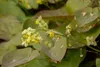 Stauden Gänge 10 x Epimedium x perralchicum 'Frohnleiten' - Produktbild-Vorschau 2