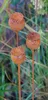 Bornhöft 3er Set Gartenstecker Mohn Mohnkapsel Metall Rost Produktbild-Vorschau 2