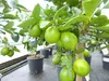 echte Caipi Limette Caipirinha Limettenbaum Citrus Lime 70 Produktbild-Vorschau 4