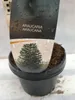 A close-up of a potted plant with a label. Produktbild-Vorschau