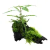 Aquarium Pflanze Hygrophila pinnatifida und Moos auf Wurzel Produktbild-Vorschau 3