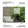 Rucola Samen (Diplotaxis tenuifolia, 750 Korn) - Wilde Produktbild-Vorschau 5