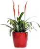 A potted plant with red flowers and striped leaves in a red pot. Voir les images du produit