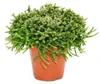 Rhipsalis burchelli - korálový kaktus - v květináči 12 cm - Náhled obrázku produktu 1