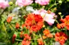 Stauden Gänge 1 x Geum chiloense 'Mrs Bradshaw / Feuerball‘ Produktbild-Vorschau 5