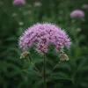 3x Eupatorium purpureum, purpurfarbene Pflanze, 20 cm hoch, Produktbild-Vorschau 2