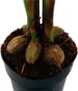 Palma betelowa - Areca catechu - Palma wewnetrzna - Palma Podgląd zdjęcia produktu 4