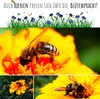 Ringelblumen Samen (Calendula Officinalis) - Vielseitige Produktbild-Vorschau 4